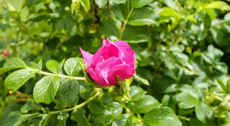 Sommerhus i Ebeltoft