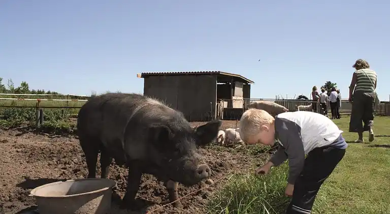 Maison de vacances en Ålbæk