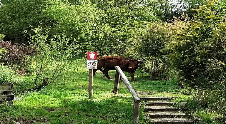 Appartement in Wildemann