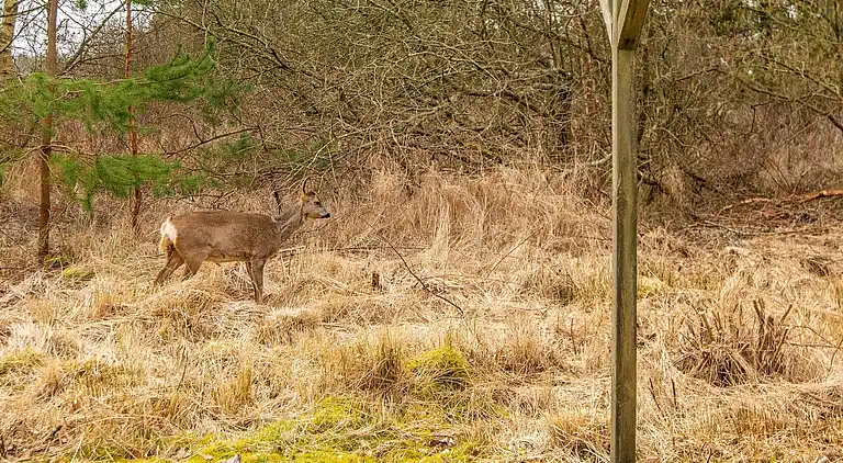Semesterbostad i Kongsmark