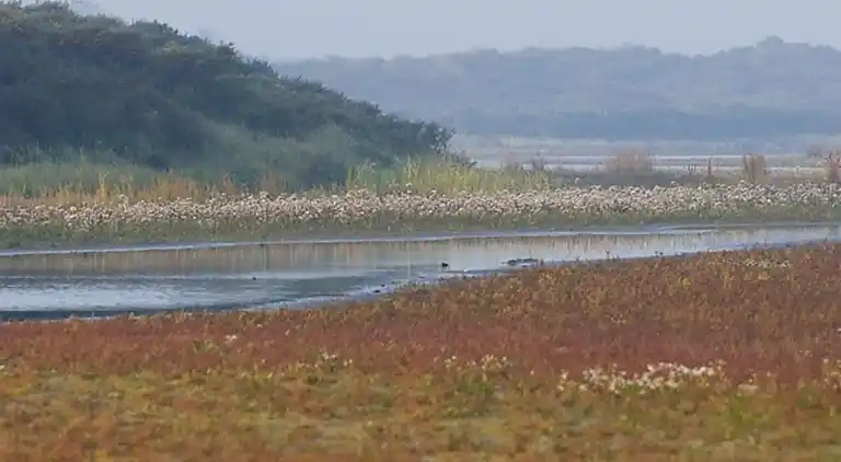Cottage in Goedereede