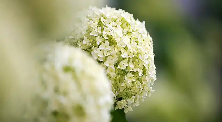 19th century Villa - pool, culture and relax