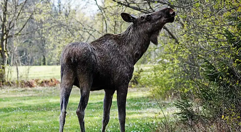 Holiday home in Högsby NV