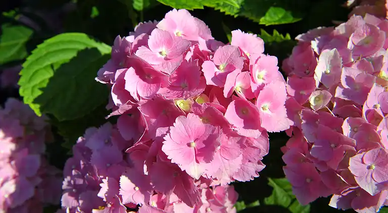 The farmhouse of the Caiano farm -  fenced garden