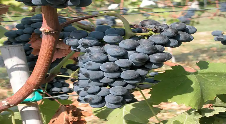 Gårdshus i San Benedetto