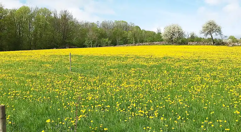 Sommerhus i Melldala