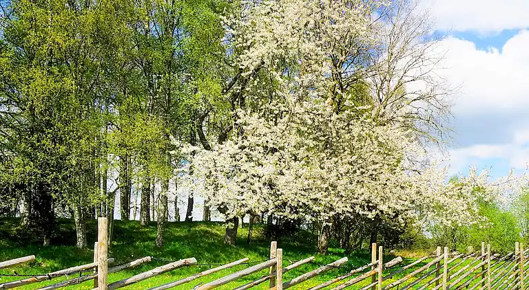 Sommerhus i Mullsjö V