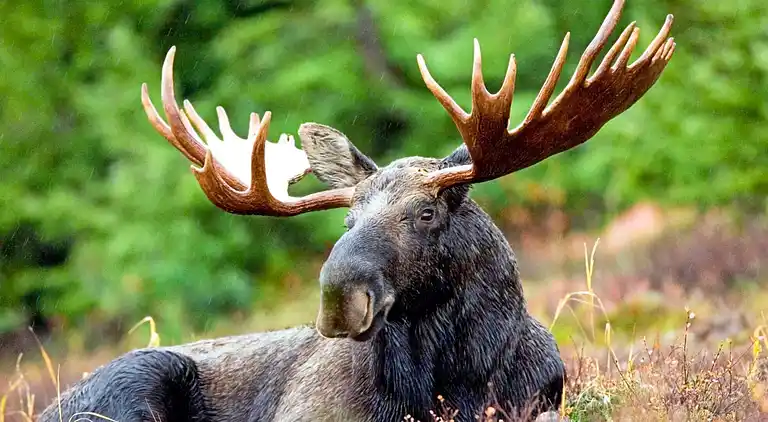 Sommerhus i Mullsjö V