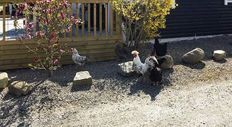 Vakantiehuis in Sölvesborg N