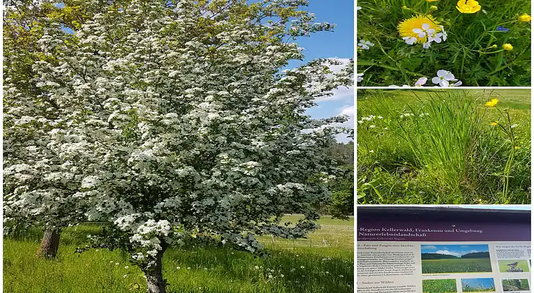 Ferielejlighed i Feriendorf Frankenau