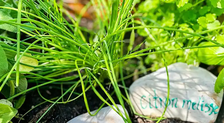 Sommerhus i Væggerløse