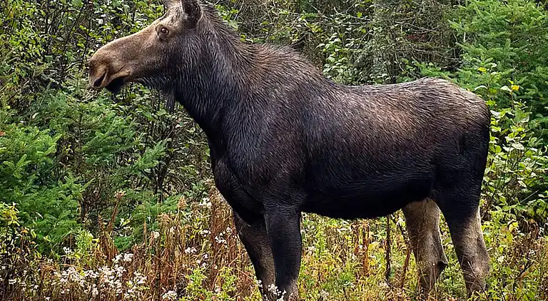 Holiday home in Mullsjö V