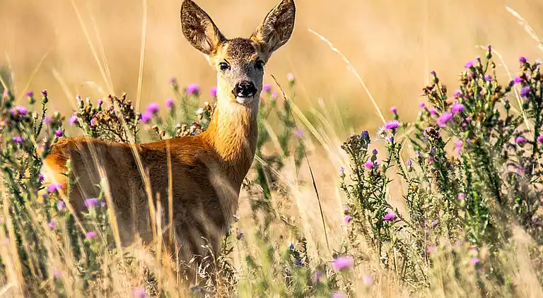 Holiday home in Mullsjö V