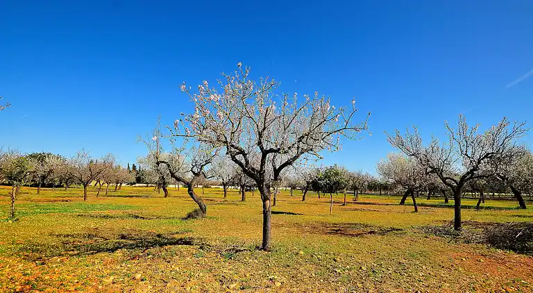 Ferienhaus in Binissalem
