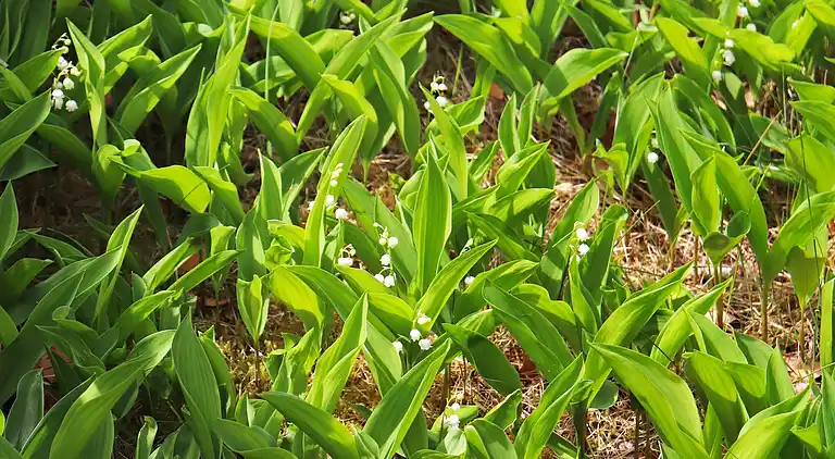 Holiday home in Örkelljunga N