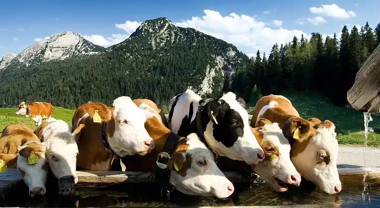 Apartment in Rosental