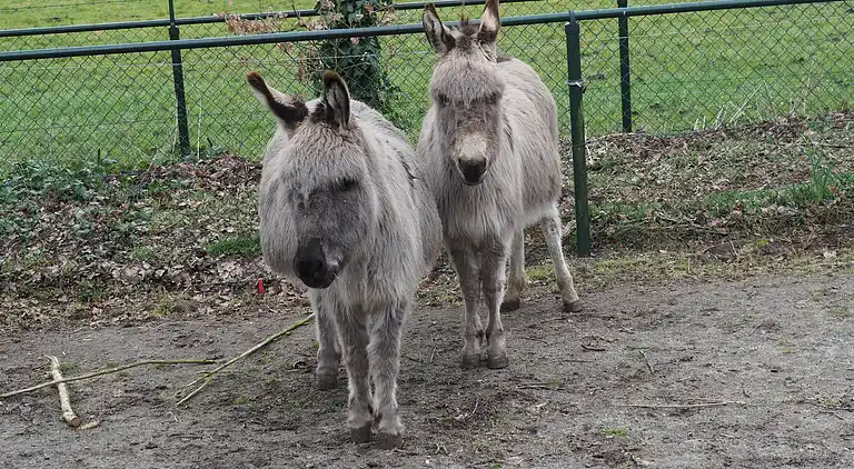 Ferienhaus in Bergeijk
