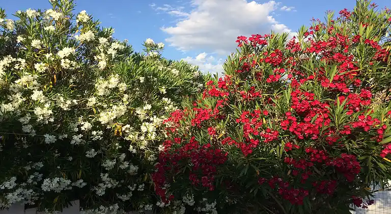 Holiday home in Picciano