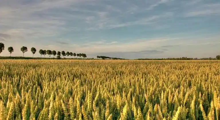 Bondgård i IJzendijke