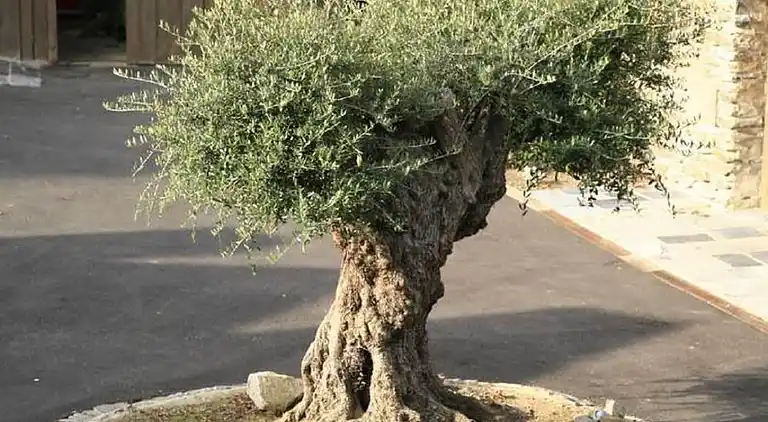 Sommerhus i Vielsalm