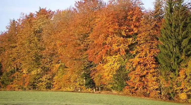 Holiday home in Schimmelbach