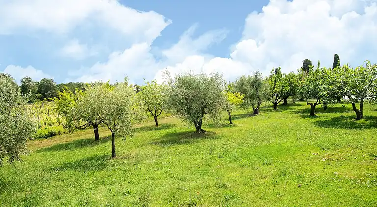 Farmhaus in Collesalvetti
