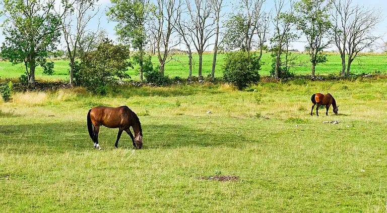 Sommerhus i Borgholm C