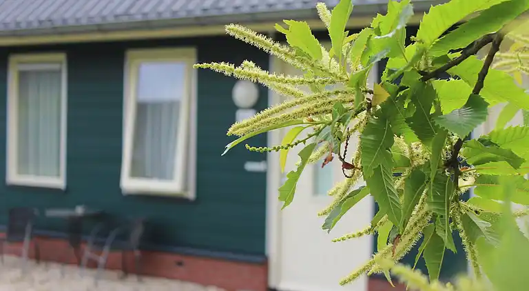 Sommerhus i Rheezerveen
