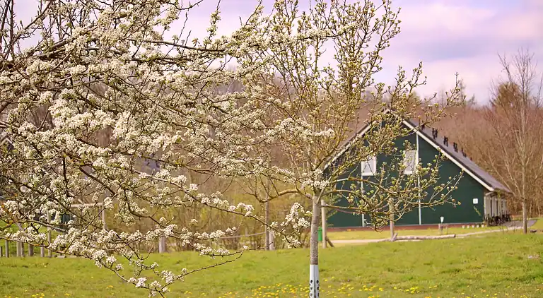 Sommerhus i Rheezerveen