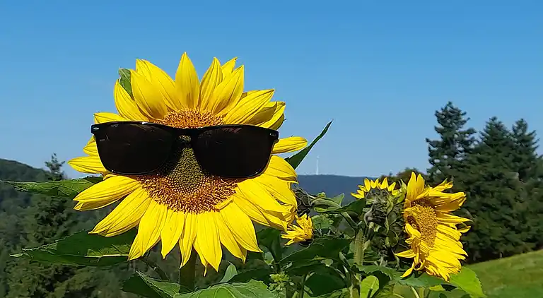 Ferielejlighed i Herrischried