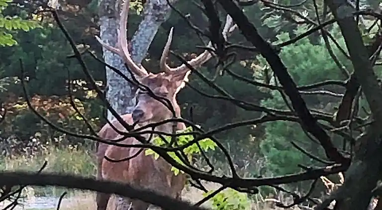 Ferienhaus am Vejers Strand