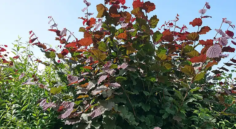 Sommerhus i Rotenburg