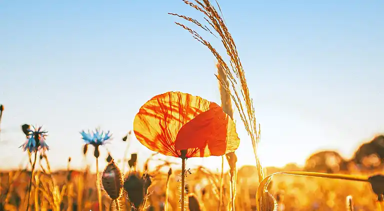 Sommerhus i Kalmar S