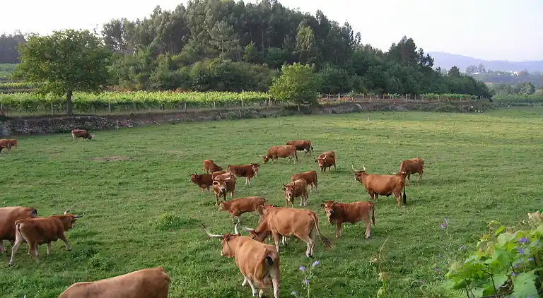 Sommerhus i Santa Cruz do Lima