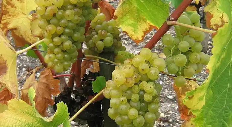 Villa in Zuid-Frankrijk