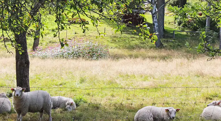 Feriebolig i Tjörn N