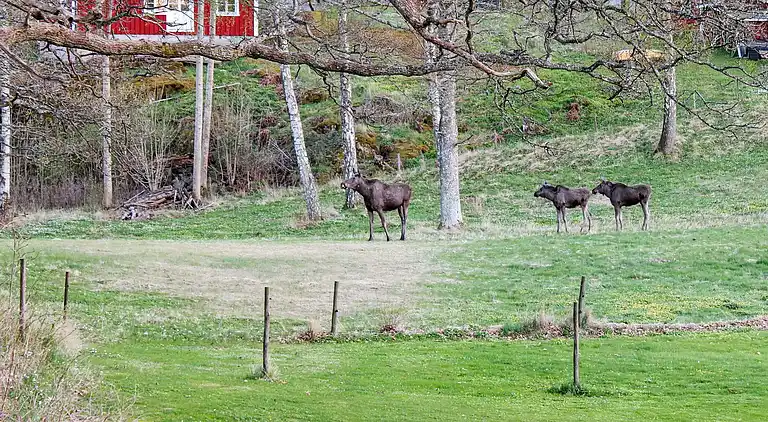 Feriebolig i Tjörn N