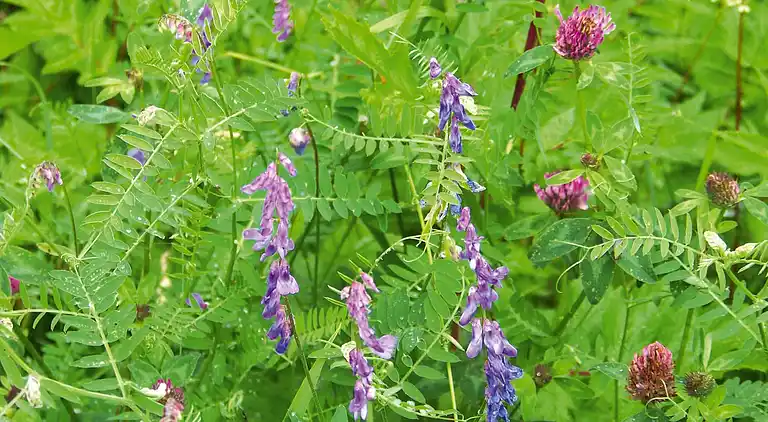 Holiday home in Hægebostad Municipality
