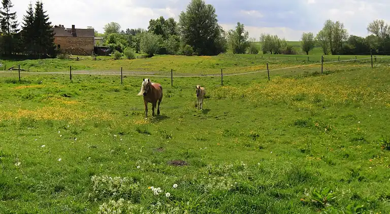 Sommerhus i Müsselmow
