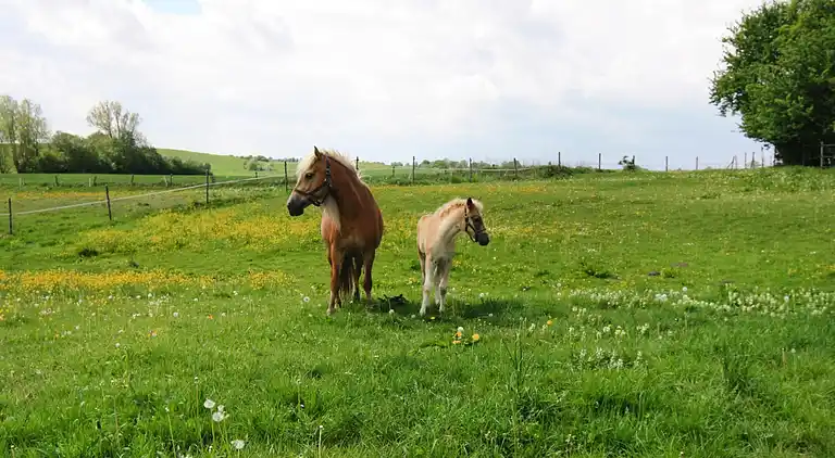 Sommerhus i Müsselmow