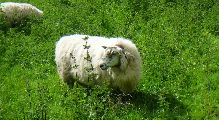 Sommerhus i Gortgarrigan