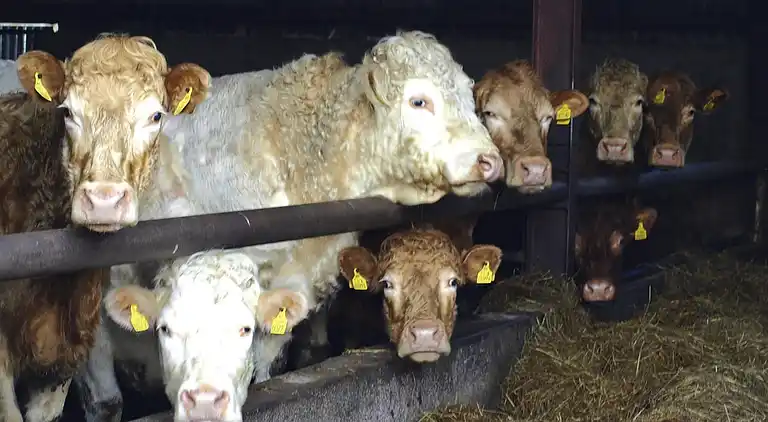 Sommerhus i Kilteasheen