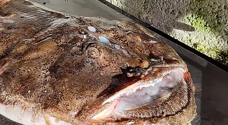 Holiday home in Sifjord