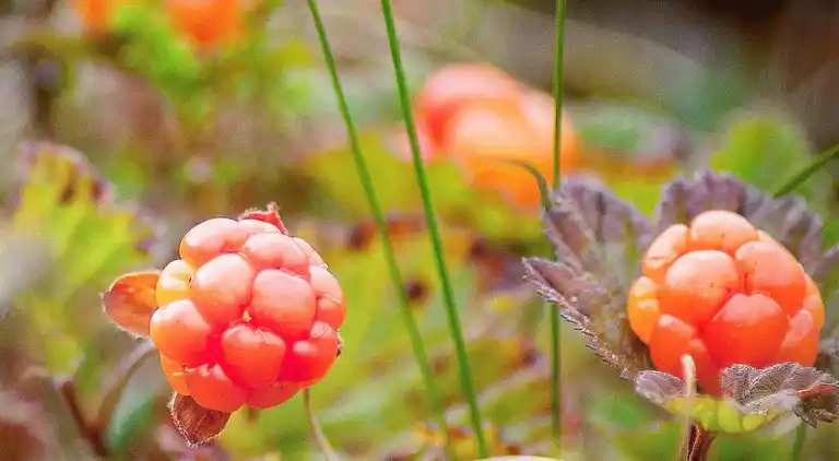 Holiday home in Rättvik Municipality