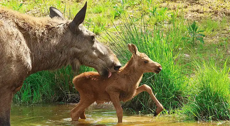 Holiday home in Rättvik Municipality