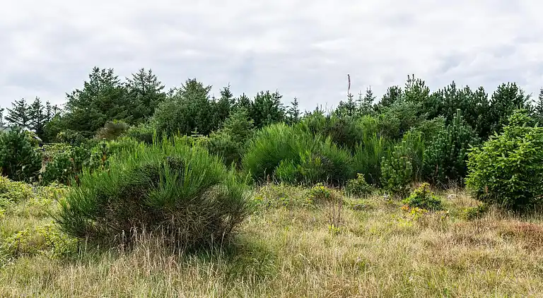 Sommerhus ved Nr Lyngby Strand