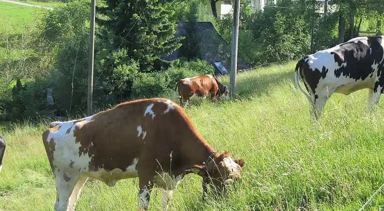 Vakantiehuis in Brigach