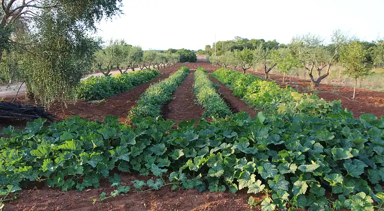 le dune del marchese. ARI