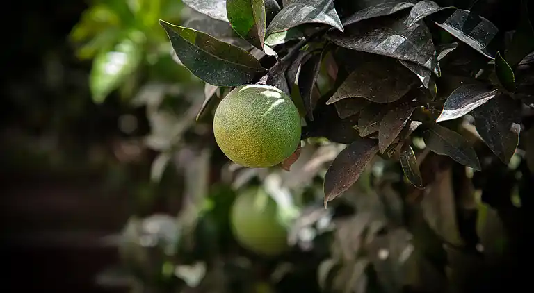 Villa in Puerto Marina with private pool