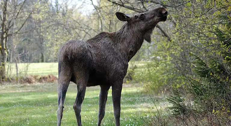 Vakantiehuis in Ronneby NV